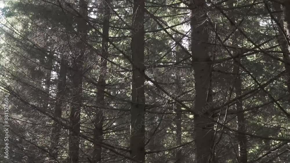 Dry pine branches in park Dry pine branches in park