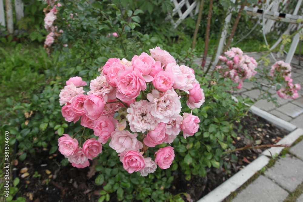 many small pink roses