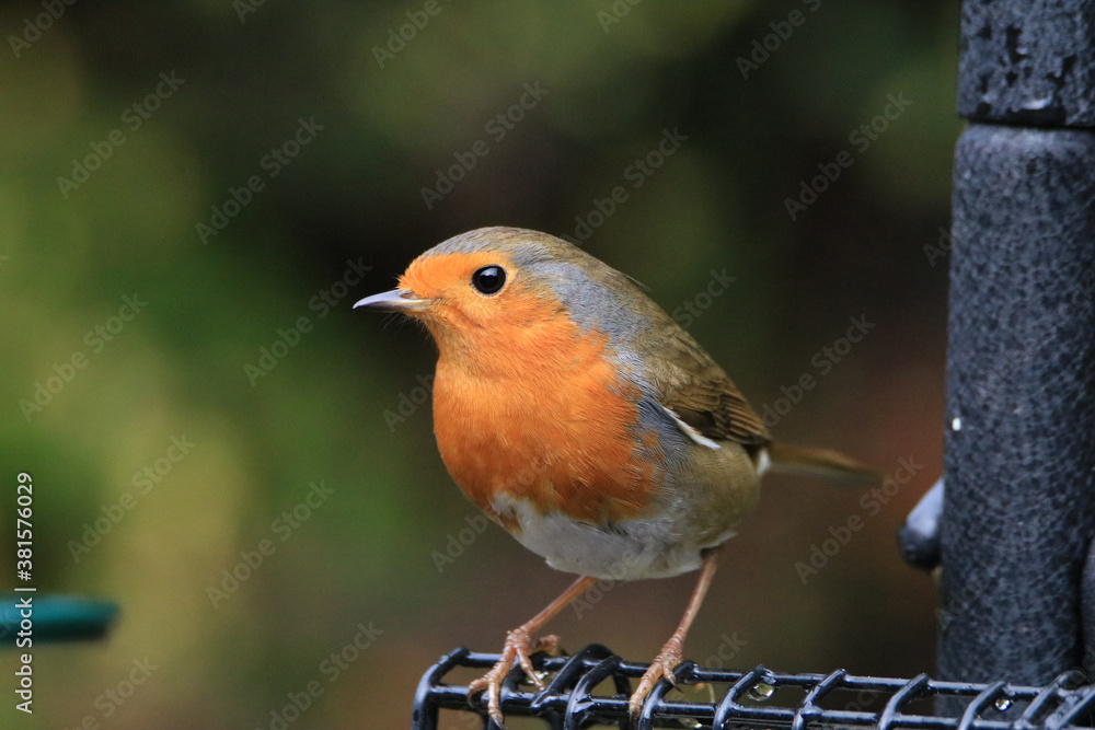 Fototapeta premium Rothkehlchen