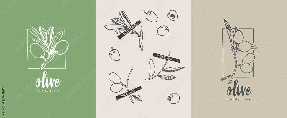 Olive oil logo. Black and green olives herbarium drawing with branches and leafs. Isolated vector illustration.