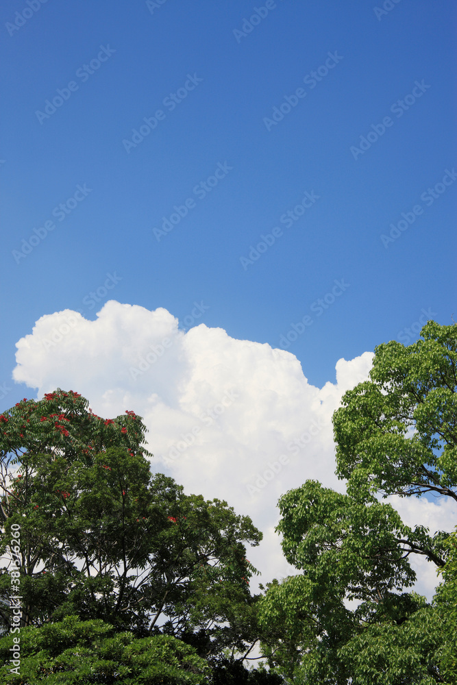 Obraz premium 入道雲と樹木