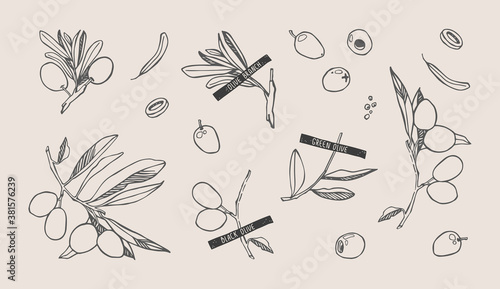 Black and green olives herbarium drawing with branches and leafs. Isolated vector illustration on beige background.
