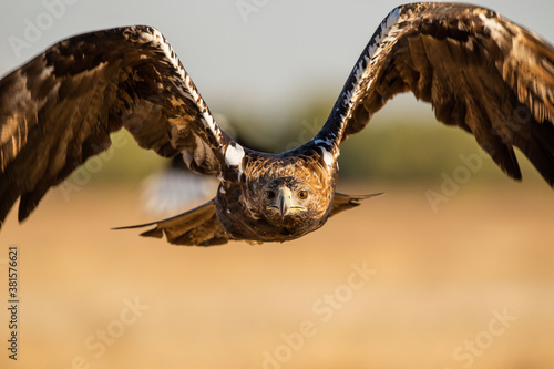 Aguila imperial ibérica photo