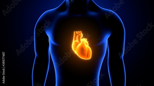 3D Illustration of Human Body Organ Heart Anatomy 