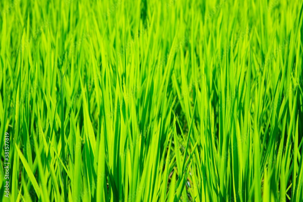 夏の田んぼ 夏の田んぼ