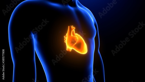 3D Illustration of Human Body Organ Heart Anatomy 