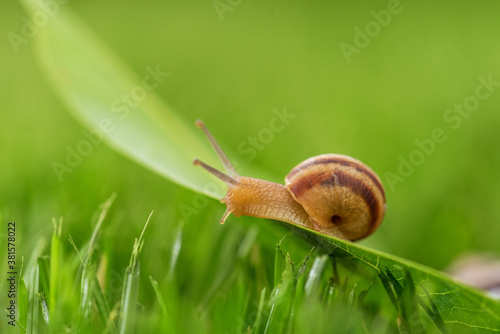 Beautiful lovely snail in grass with morning dew.