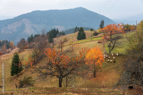 Fototapeta Naklejka Na Ścianę i Meble -  Flock of sheep in autumn nature.