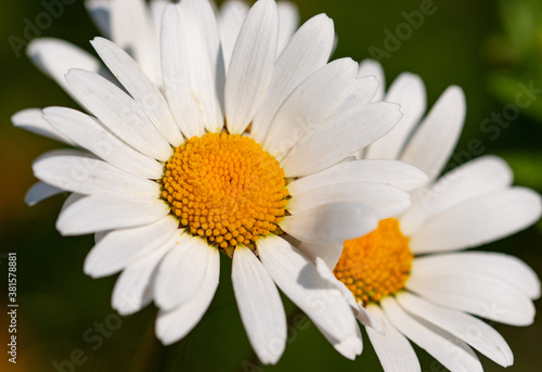 daisy flower on green background