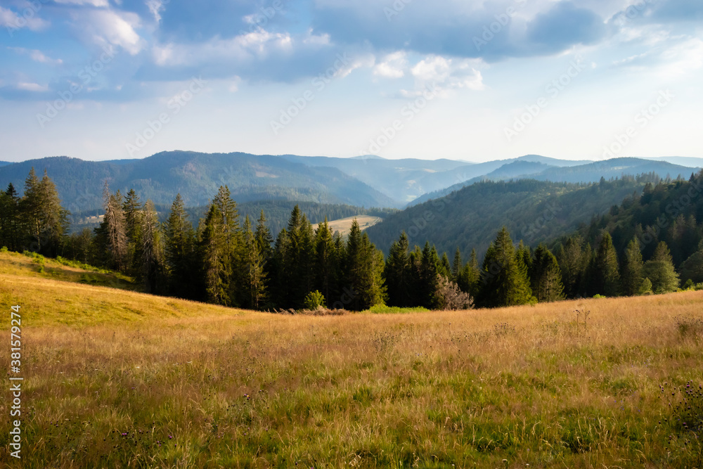 Black Forest of Germany near Feldberg on a sunny summer day Black Forest of Germany near Feldberg on a sunny summer day