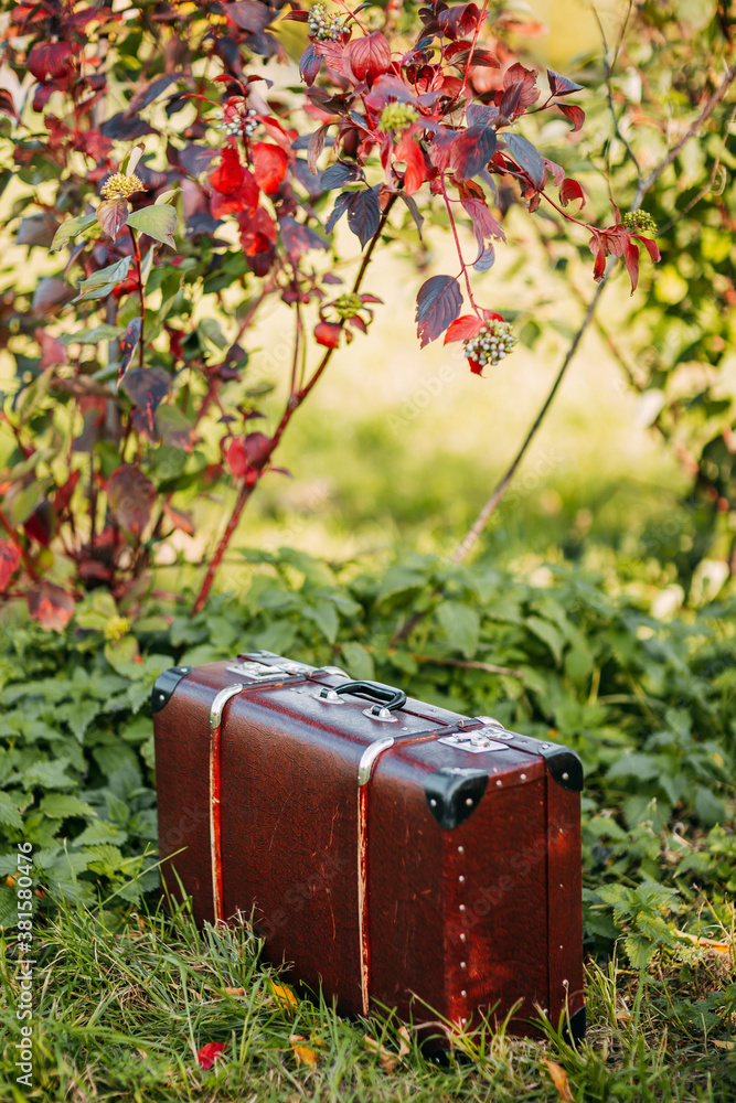 Brown vintage suitcase in autumn forest. Leather suitcase under the tree. Autumn nature, yellow and red foliage.