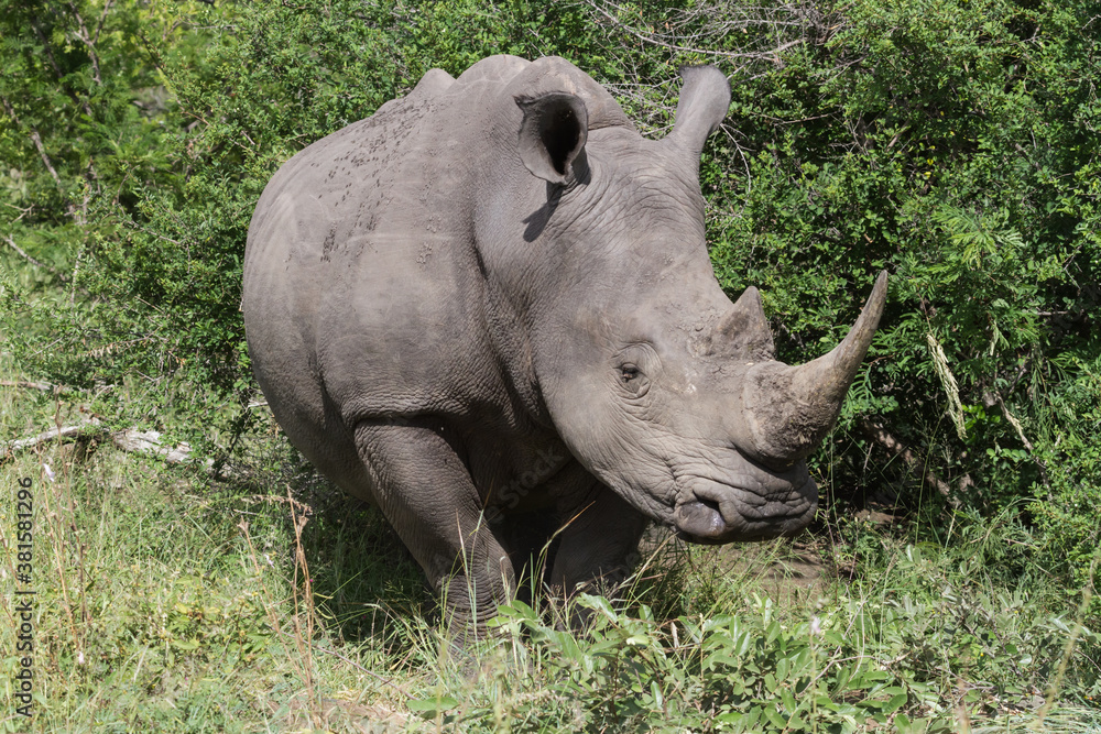 Fototapeta premium Closeup head portrait of an endangered southern white rhinoceros (Ceratotherium simum simum) in Kruger National Park, South Africa