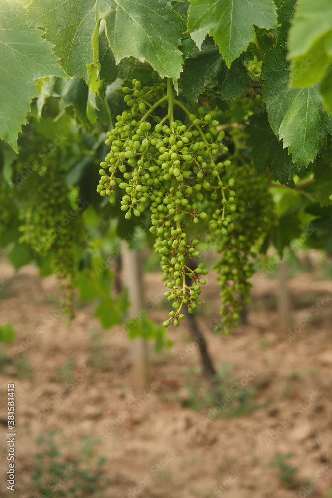 Unripe, immature grapes. In the vine branch, between the vineyard.
Unripe, immature grapes. In the vine branch, between the vineyard.