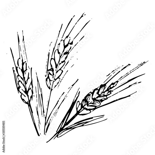 Sloppy grunge black and white vector drawing of three spikelets. Pencil sketch of wheat, barley or rye stalks