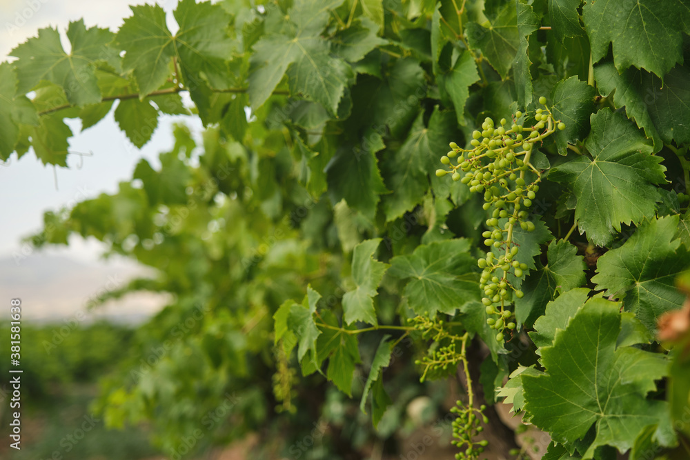 Unripe, immature grapes. In the vine branch, between the vineyard.
Unripe, immature grapes. In the vine branch, between the vineyard.