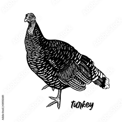 Poultry turkey. Domestic bird. Black and white vector