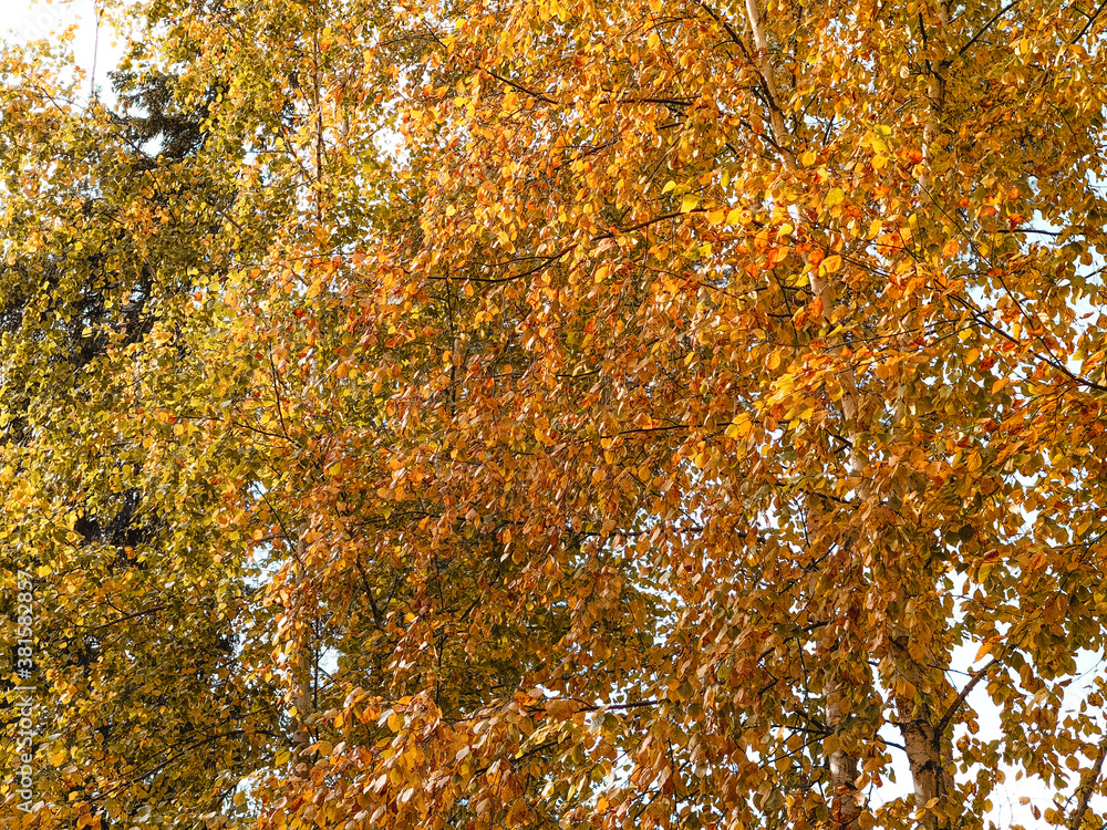 Autumn background with golden birch leaves on tree branches.