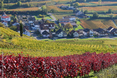 Village amid vineyards after grape harvest in autumn (Kaiserstuhl, Germany)