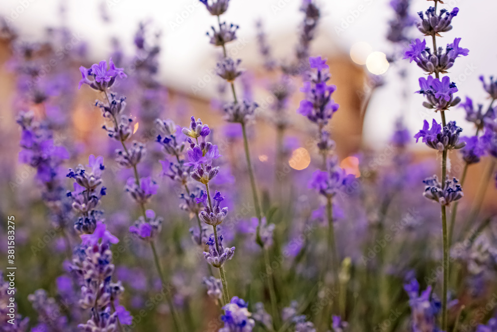 Fototapeta premium Blooming lavender flowers close-up.
