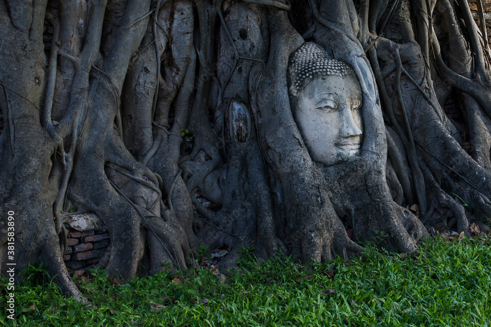 Buddha head embedded in a Banyan tree . Ancient Thai temples in Thailand Buddha head embedded in a Banyan tree . Ancient Thai temples in Thailand