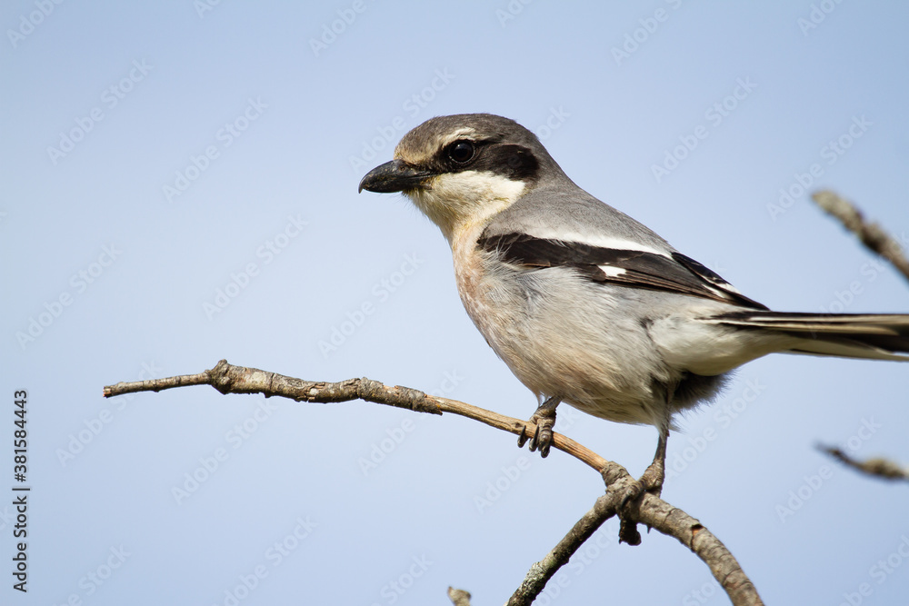 Fototapeta premium Alcaudón norteño, o picapuercos (Lanius excubitor), posado sobre la rama en el Parque Nacional de Doñana, Huelva (España).