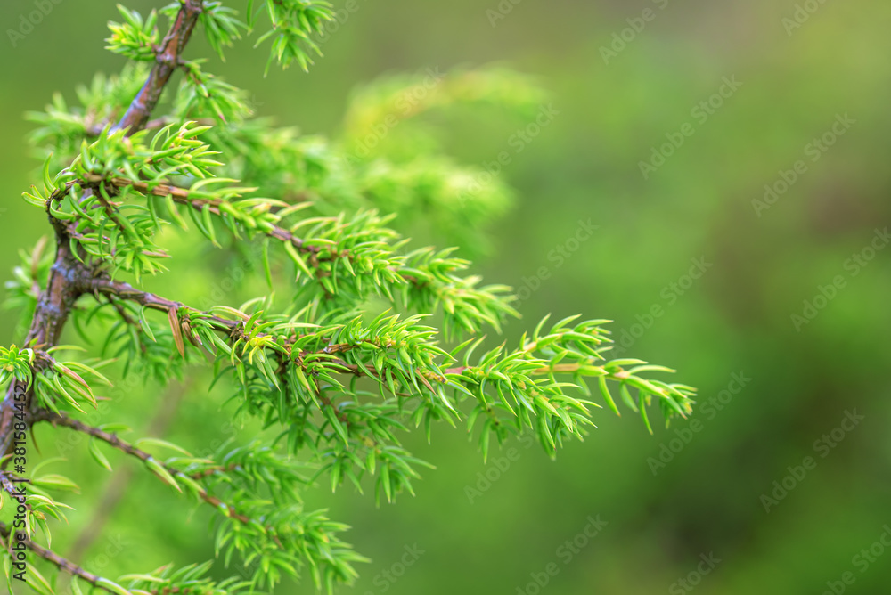 Green juniper bushes in the north finland forest Green juniper bushes in the north finland forest