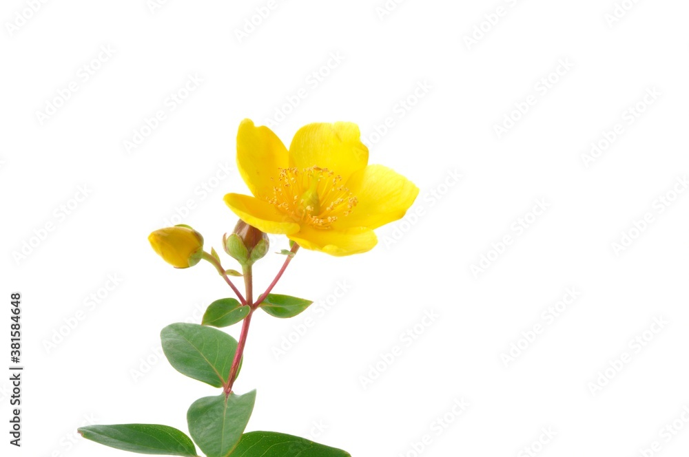 Ornamental St. John's Wort on a white background Ornamental St. John's Wort on a white background