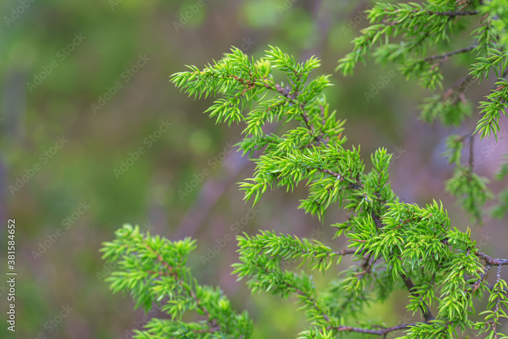 Green juniper bushes in the north finland forest Green juniper bushes in the north finland forest