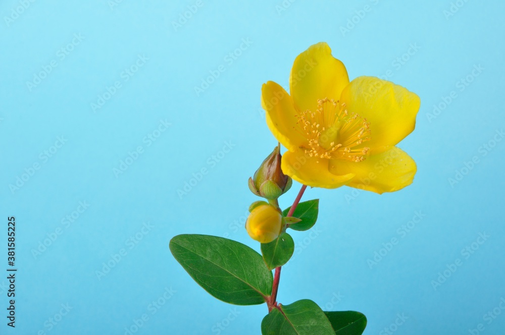 Obraz premium Ornamental St. John's Wort on a blue background