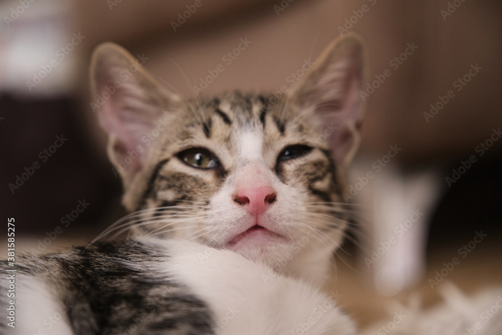 Sick, sluggish, runny nose domestic cat. Tabby and in white colors
