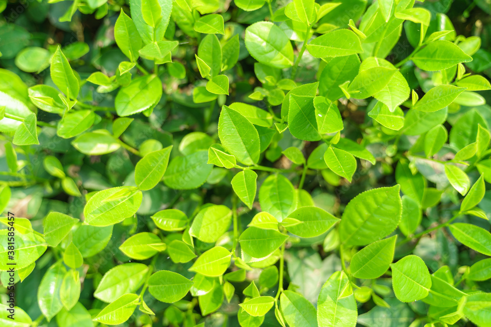 Fresh green tea leaves and buds in a tea plantation in morning Fresh green tea leaves and buds in a tea plantation in morning