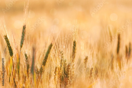 Agricultural. © BillionPhotos.com