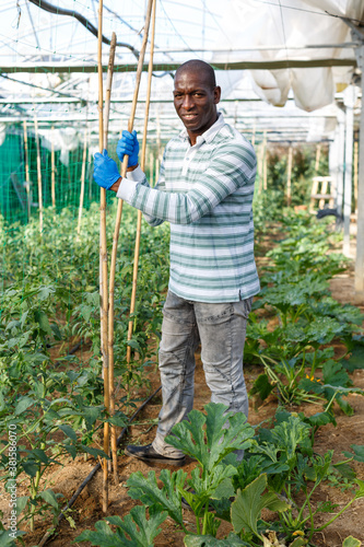 Experienced man farmer checking supports for tomato plants while gardening in glasshouse ..