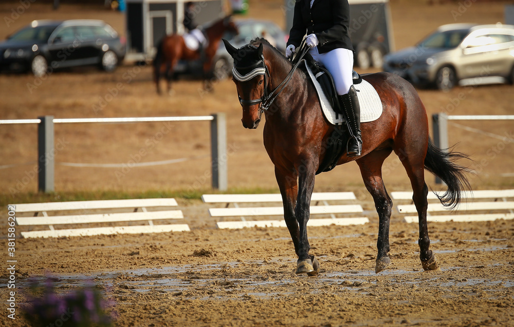 Dressage horse in the Travers gait during a dressage test, view from the side, photographed with space for text on the left.. Dressage horse in the Travers gait during a dressage test, view from the side, photographed with space for text on the left..