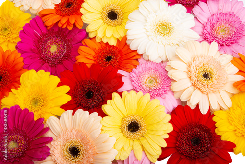 background of gerbera flowers closeup