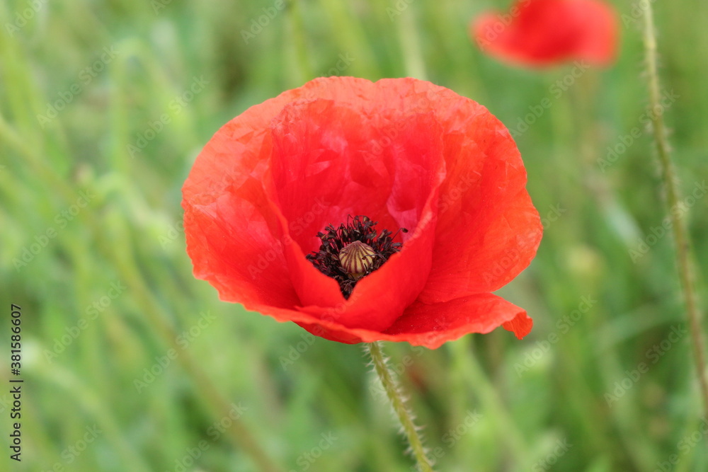 Red poppies blooming on a summer meadow