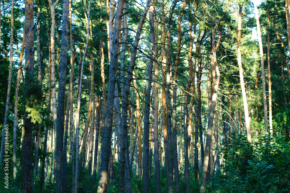 background autumn forest with pine trees
background autumn forest with pine trees