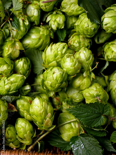 Green hop cones. A natural ingredient for the production of beer.