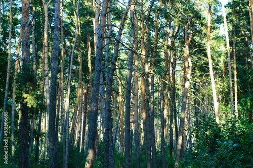 Fototapeta Naklejka Na Ścianę i Meble -  
background autumn forest with pine trees