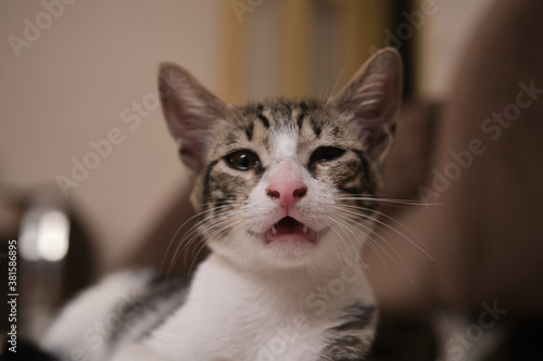 Sick, sluggish, runny nose domestic cat. Tabby and in white colors
