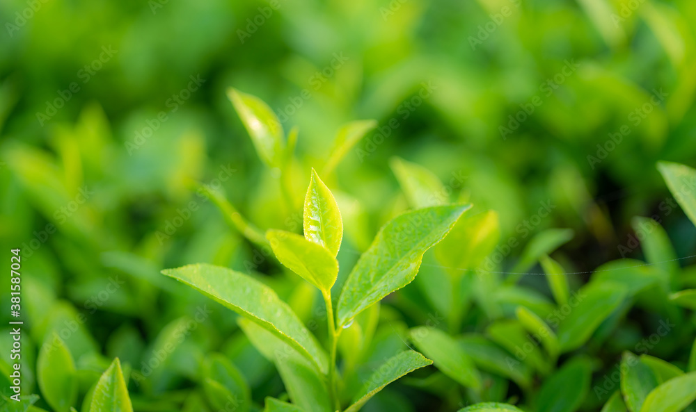 Obraz premium Green tea buds and leaves at early morning on plantation