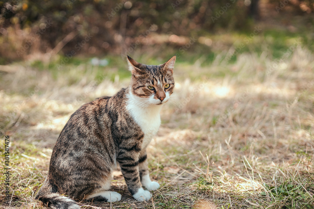 Funny striped gray adult cat sits on the grass in the park Funny striped gray adult cat sits on the grass in the park