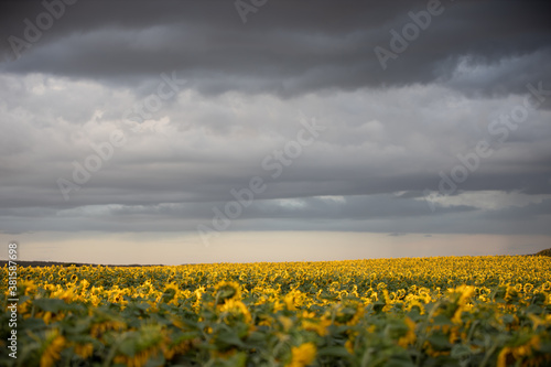 Sunflower field at the sunset before the storm