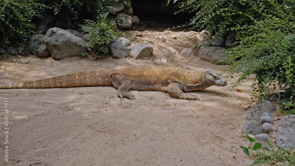 Lizard from komodo island in habitual habitat in sand Lizard from komodo island in habitual habitat in sand