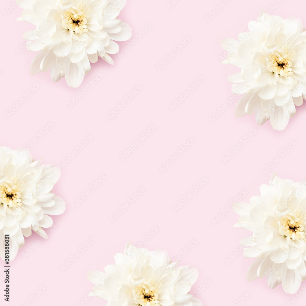 Frame made of chrysanthemum flowers on a pink background. Creative floral template with copy space.