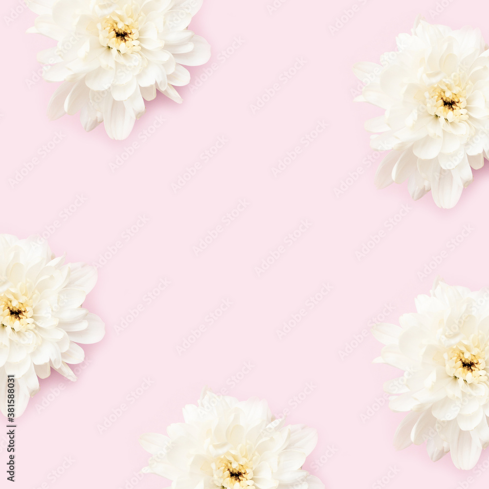 Frame made of chrysanthemum flowers on a pink background. Creative floral template with copy space. Frame made of chrysanthemum flowers on a pink background. Creative floral template with copy space.