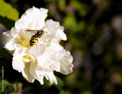 wild bee on a white hibiscus flower