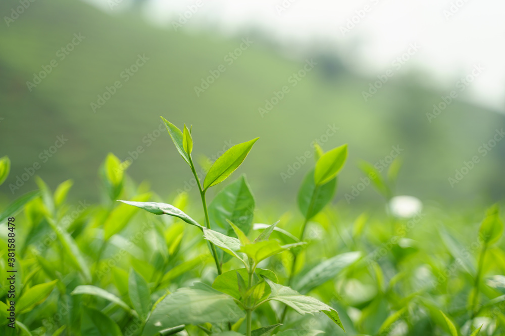 Fresh green tea leaves and buds in a tea plantation in morning Fresh green tea leaves and buds in a tea plantation in morning