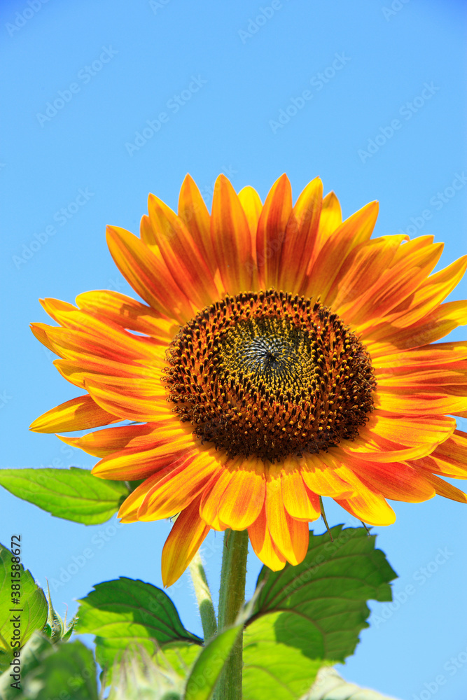 Obraz premium ヒマワリ