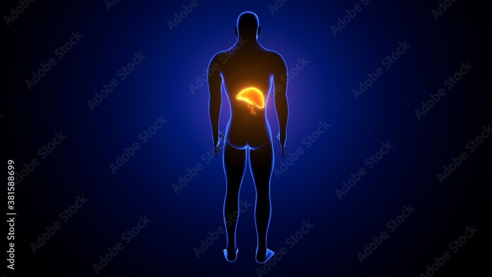 3d illustration of human body liver anatomy 3d illustration of human body liver anatomy